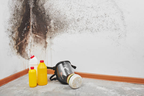 Best Basement Mold Remediation in Owingsville, KY