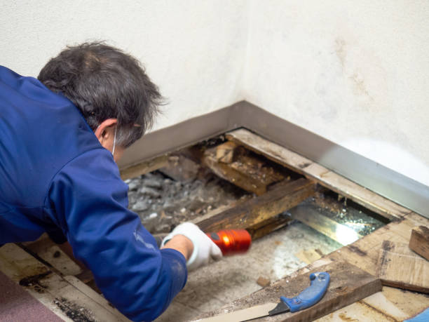 Best Post-Remediation Services in Owingsville, KY