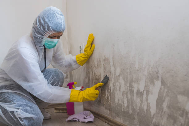 Best Crawl Space Mold Remediation in Owingsville, KY